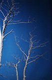 Georges Mesmin photographie arbres en hiver