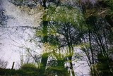 Georges Mesmin photographie arbres et eau