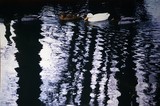 Georges Mesmin photographie canars dans l'eau