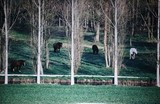 Georges Mesmin photographie chevaux au pré