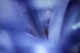 Georges Mesmin photographie coeur d'iris