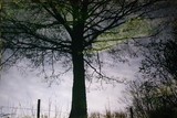 Georges Mesmin photographie l'arbre et l'eau