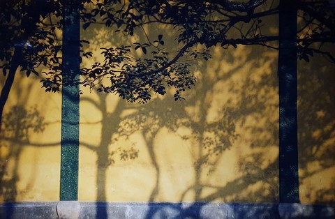 Georges Mesmin photographie reflets de branches dans les vitres
