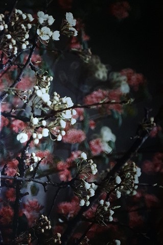 Georges Mesmin photographie cerisiers en fleurs