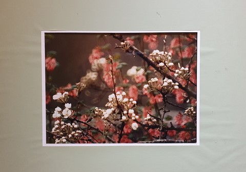 photographie georges mesmin cerisier en fleurs