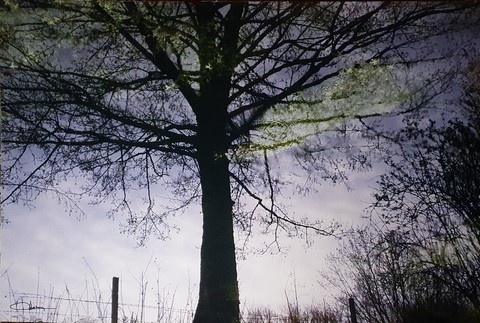 Georges Mesmin photographie l'arbre et l'eau
