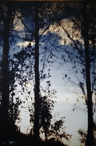 Georges Mesmin photographie refletes de branches dans l'eau